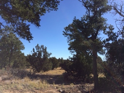 Northern NM Hunting Ranch / Acreage for Sale Lindrith NM - image 8