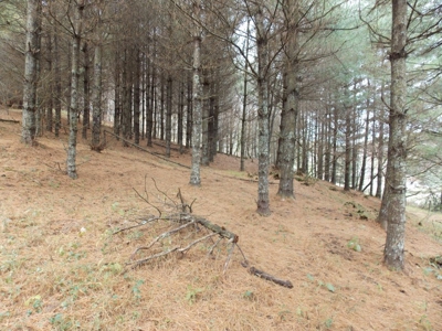 Floyd County VA Farm Land For Sale! - image 47