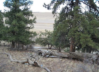 Land for Sale Mountain Property Acreage Fairplay, CO - image 2