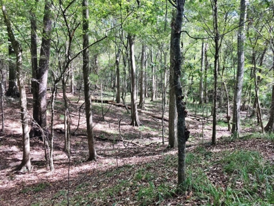 Acreage with Lakes for Sale East Baton Rouge Parish, LA - image 36