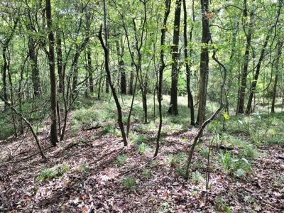 Acreage with Lakes for Sale East Baton Rouge Parish, LA - image 33
