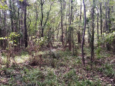 Acreage with Lakes for Sale East Baton Rouge Parish, LA - image 29