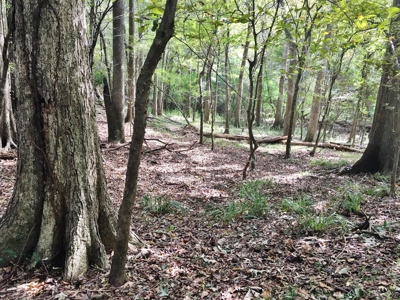 Acreage with Lakes for Sale East Baton Rouge Parish, LA - image 24
