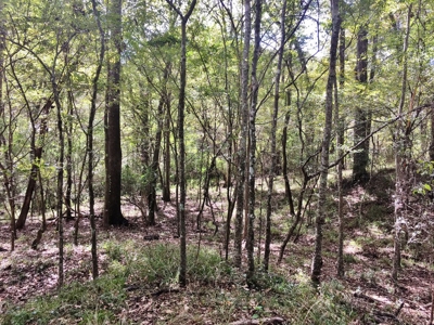 Acreage with Lakes for Sale East Baton Rouge Parish, LA - image 37