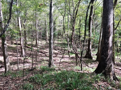 Acreage with Lakes for Sale East Baton Rouge Parish, LA - image 23