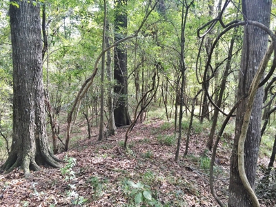 Acreage with Lakes for Sale East Baton Rouge Parish, LA - image 32
