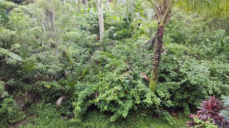 Titled  Home in the Caribbean Bocas del Toro 2 min. to beach - image 21