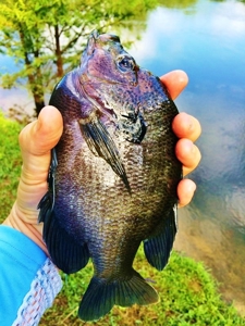 Secluded Cabin for Sale Pond Fishing Hunting Centreville MS - image 11
