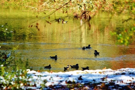 Secluded Cabin for Sale Pond Fishing Hunting Centreville MS - image 22