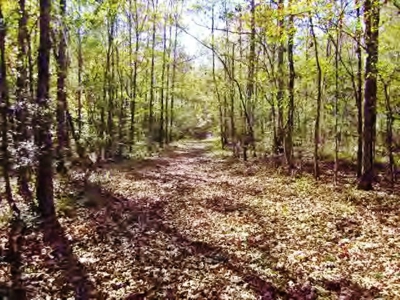 Secluded Cabin for Sale Pond Fishing Hunting Centreville MS - image 25