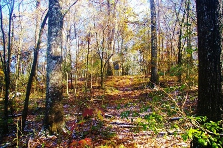 Secluded Cabin for Sale Pond Fishing Hunting Centreville MS - image 44