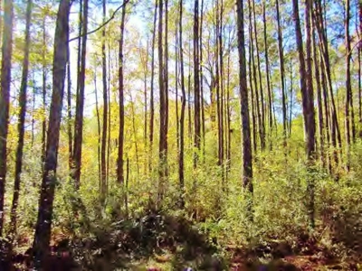 Secluded Cabin for Sale Pond Fishing Hunting Centreville MS - image 26
