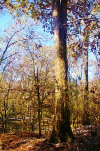 Secluded Cabin for Sale Pond Fishing Hunting Centreville MS - image 35