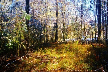 Secluded Cabin for Sale Pond Fishing Hunting Centreville MS - image 36