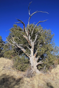 Colorado Mountain Land Off Grid Mountain Views Sustainable - image 16