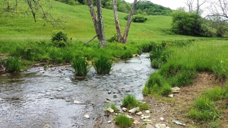 A beautiful farm in the Cove of Wytheville, VA - image 17