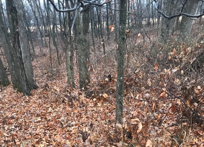 Adams County Illinois Hunting Farm Home Site Property - image 6