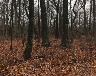 Adams County Illinois Hunting Farm Home Site Property - image 4