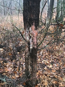 Adams County Illinois Hunting Farm Home Site Property - image 7