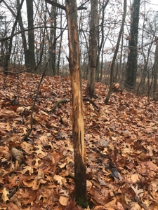 Adams County Illinois Hunting Farm Home Site Property - image 2