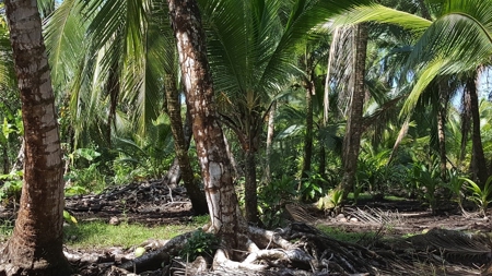 Bocas del Toro Coastal beach lot in Salt Creek, Panama - image 9