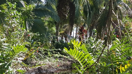 Bocas del Toro Coastal beach lot in Salt Creek, Panama - image 5
