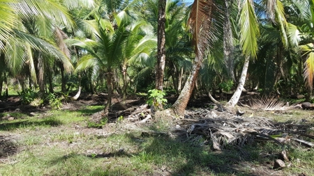 Bocas del Toro Coastal beach lot in Salt Creek, Panama - image 8