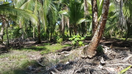 Bocas del Toro Coastal beach lot in Salt Creek, Panama - image 7