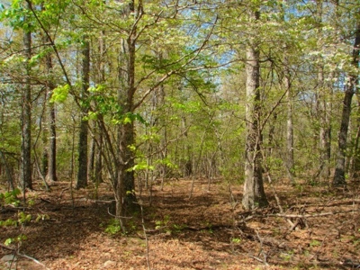 Arkansas Ozarks Southfork River Property for Sale - Salem - image 12