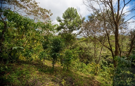 Coffee farm lot 2 bedroom house in Penonome, PANAMA - image 25
