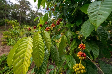 Coffee farm lot 2 bedroom house in Penonome, PANAMA - image 26
