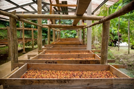 Coffee farm lot 2 bedroom house in Penonome, PANAMA - image 34