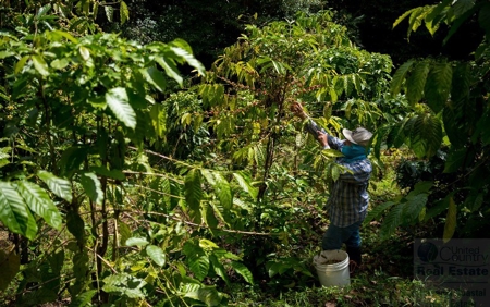 Coffee farm lot 2 bedroom house in Penonome, PANAMA - image 24