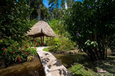 Coffee farm lot 2 bedroom house in Penonome, PANAMA - image 12