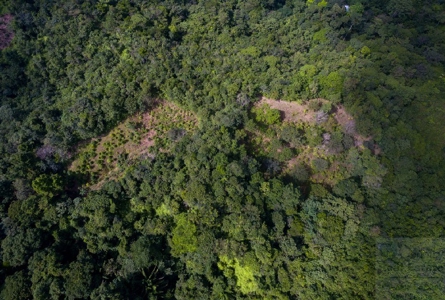 Coffee farm lot 2 bedroom house in Penonome, PANAMA - image 4