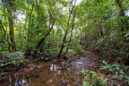 Coffee farm lot 2 bedroom house in Penonome, PANAMA - image 28
