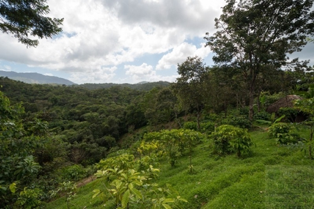 Coffee farm lot 2 bedroom house in Penonome, PANAMA - image 20