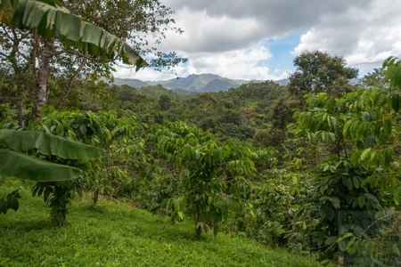 Coffee farm lot 2 bedroom house in Penonome, PANAMA - image 18