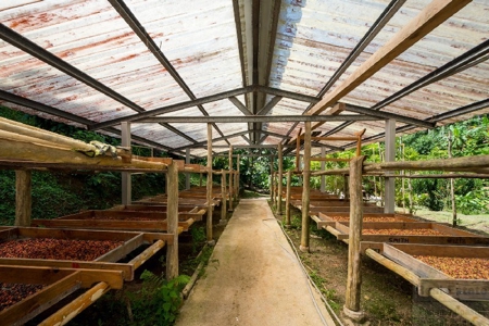 Coffee farm lot 2 bedroom house in Penonome, PANAMA - image 15