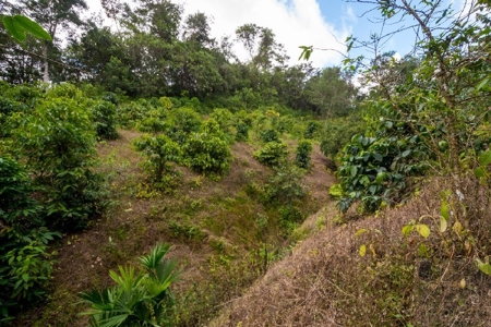 Coffee farm lot 2 bedroom house in Penonome, PANAMA - image 27