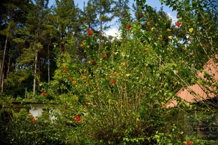 Coffee farm lot 2 bedroom house in Penonome, PANAMA - image 37