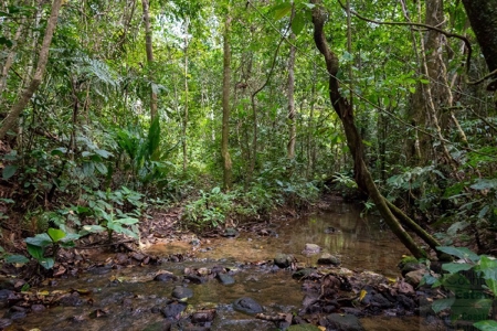 Coffee farm lot 2 bedroom house in Penonome, PANAMA - image 29