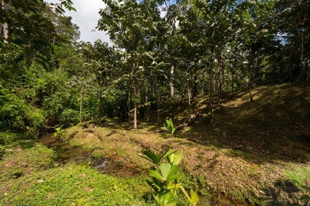 Coffee farm lot 2 bedroom house in Penonome, PANAMA - image 30