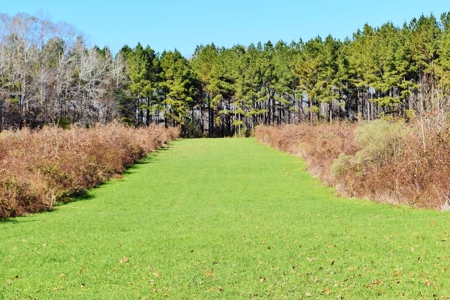 Hunting Lodge Timber 2260 Acres Jefferson County SW MS - image 35