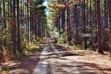 Hunting Lodge Timber 2260 Acres Jefferson County SW MS - image 30