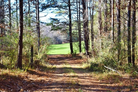 Hunting Lodge Timber 2260 Acres Jefferson County SW MS - image 28
