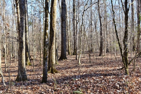 Hunting Lodge Timber 2260 Acres Jefferson County SW MS - image 50