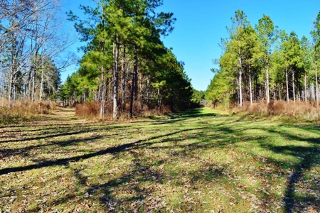 Hunting Lodge Timber 2260 Acres Jefferson County SW MS - image 38