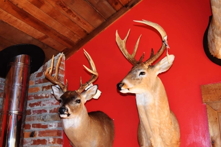 Hunting Lodge Timber 2260 Acres Jefferson County SW MS - image 18
