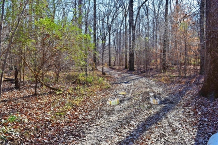 Hunting Lodge Timber 2260 Acres Jefferson County SW MS - image 49